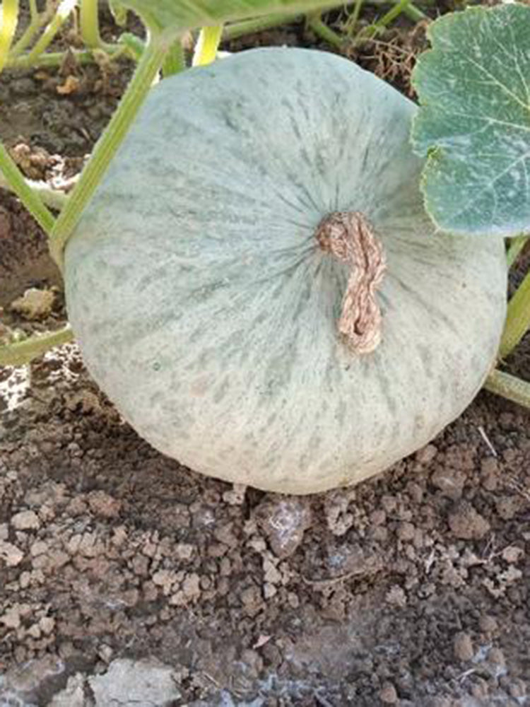Large White Flat-Seeded Pumpkin