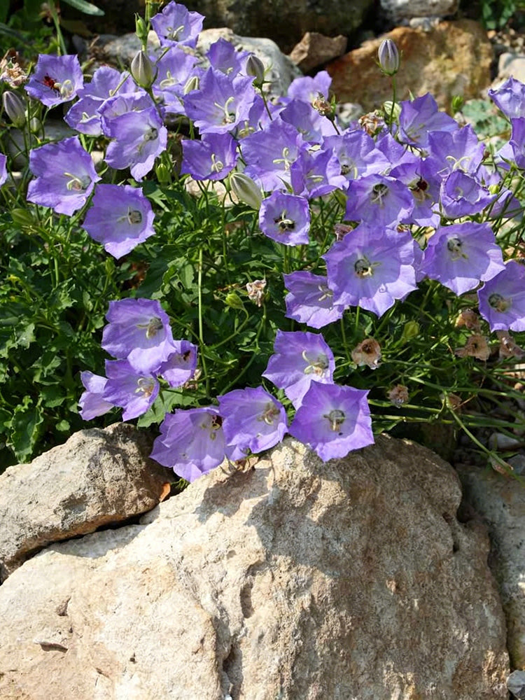 Tufted Bellflower