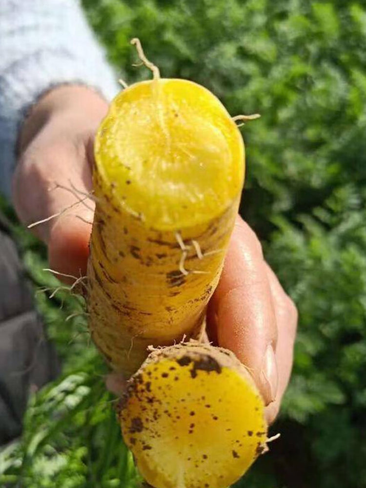 Qitou Yellow Carrot