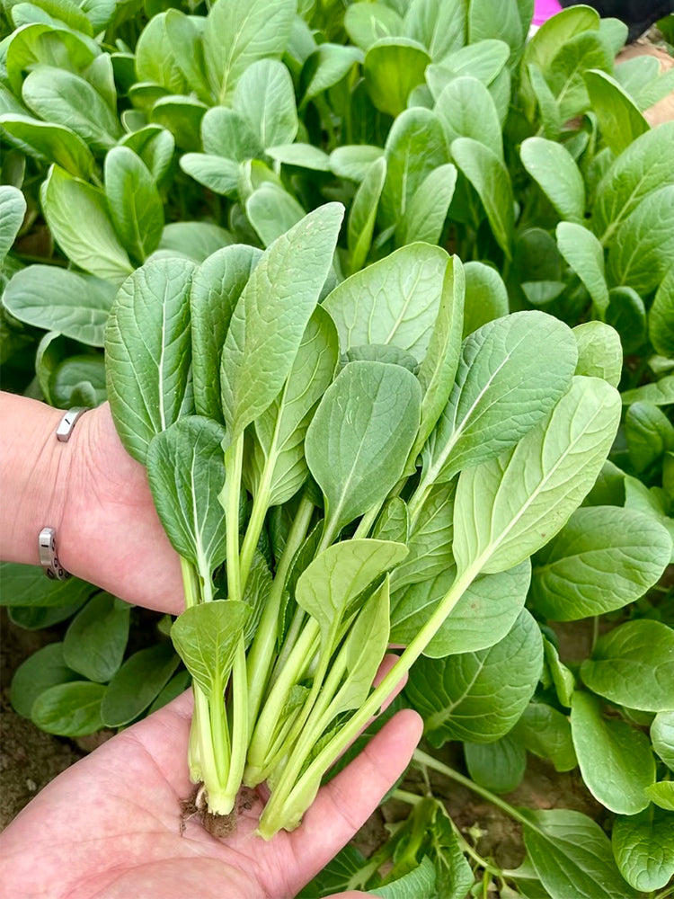 Round-Leaved Baby Bok Choy