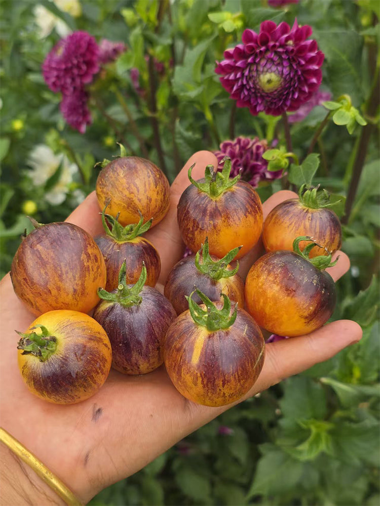 1078 Earth Tomato