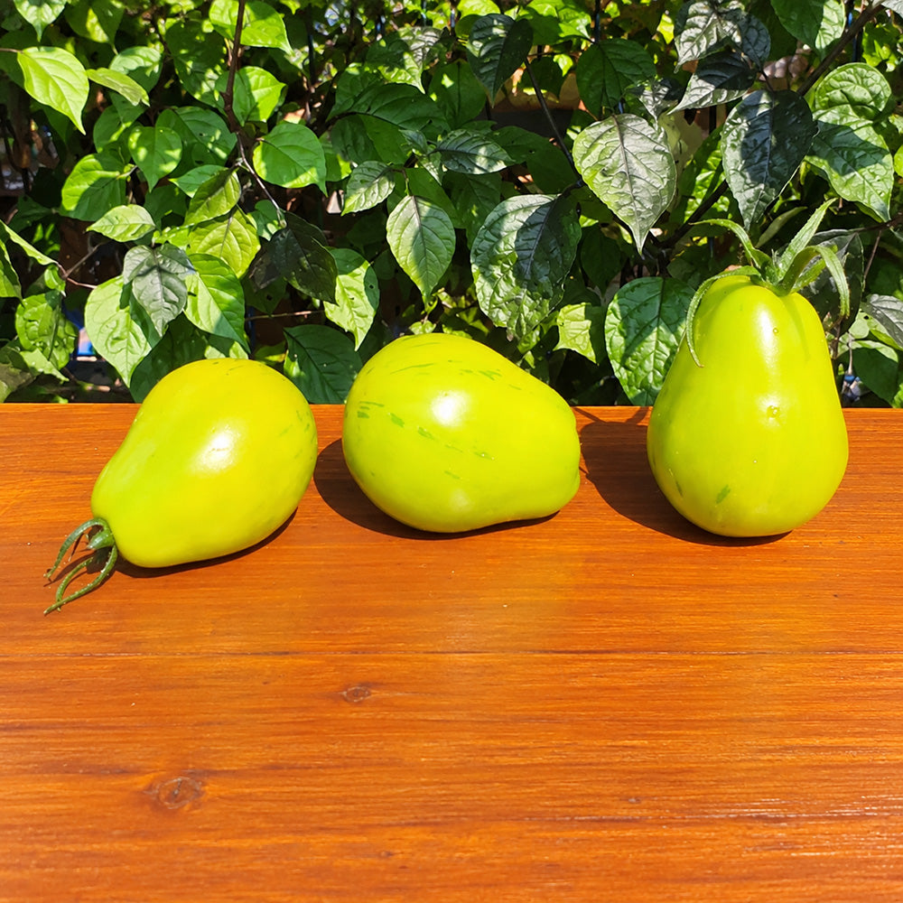 230 Original Pear Tomato