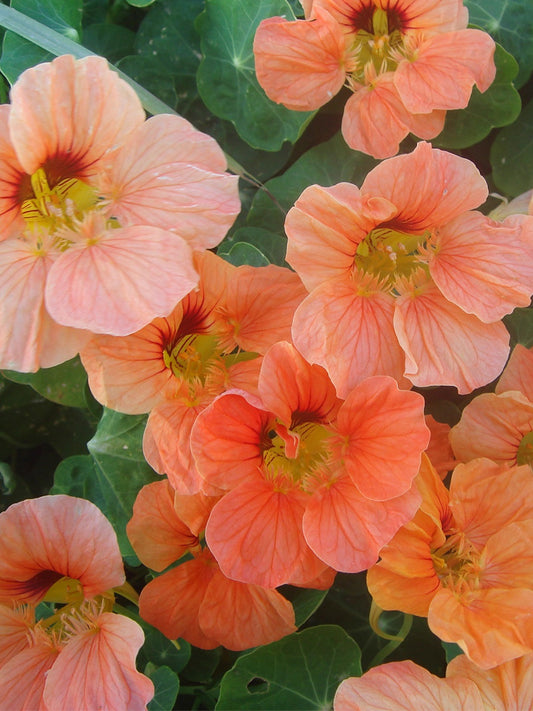 Peach Blossom' Nasturtium (Tropaeolum majus)