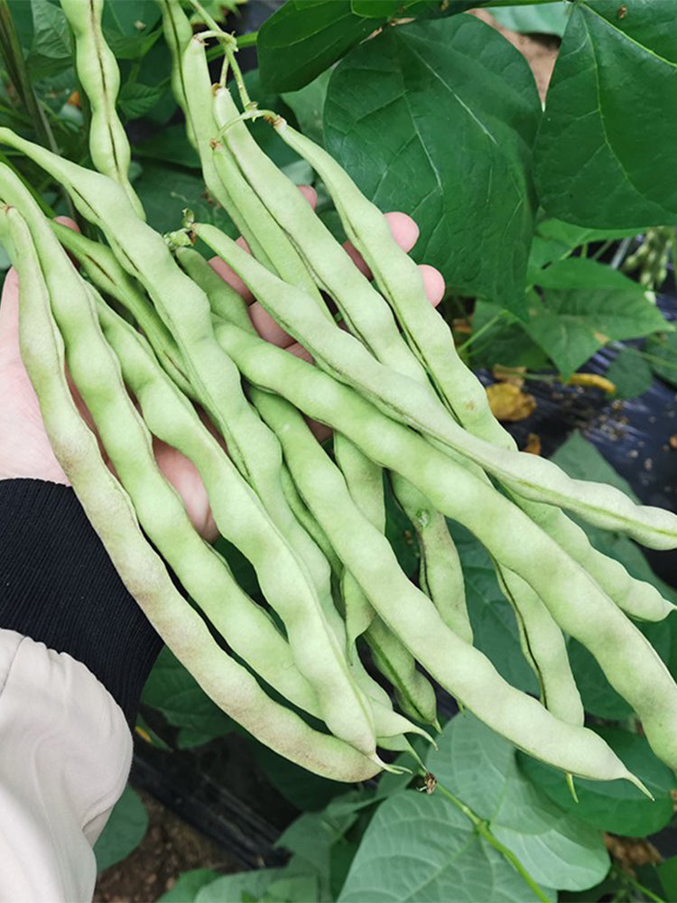 'Shuangqing Yudou' Snap Bean