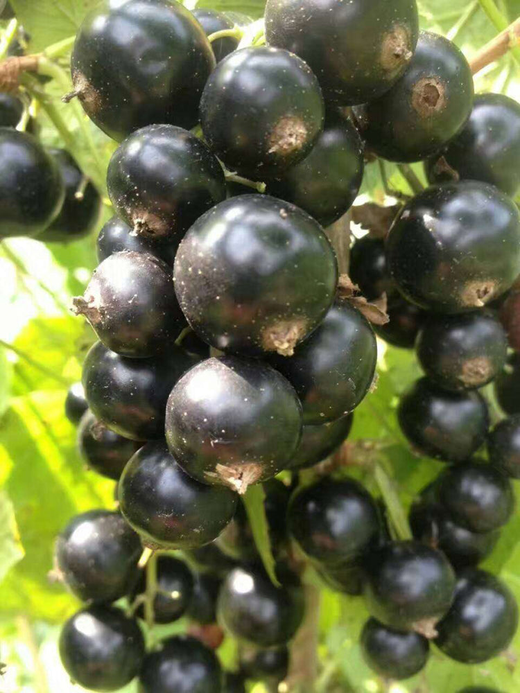 Black Currant