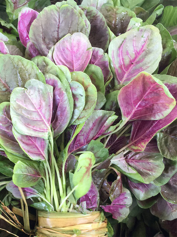 Red-Green Round-leaf Amaranth