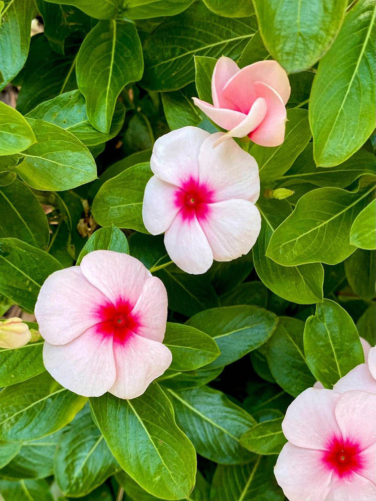 Pink Madagascar Periwinkle (Catharanthus roseus)