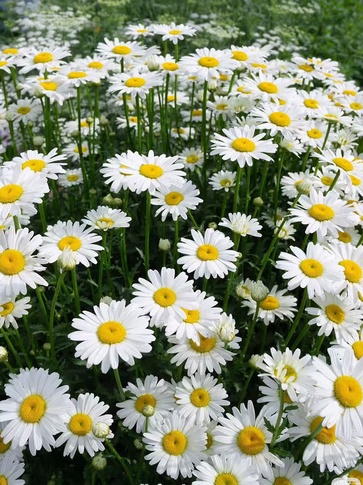 White Max Chrysanthemum