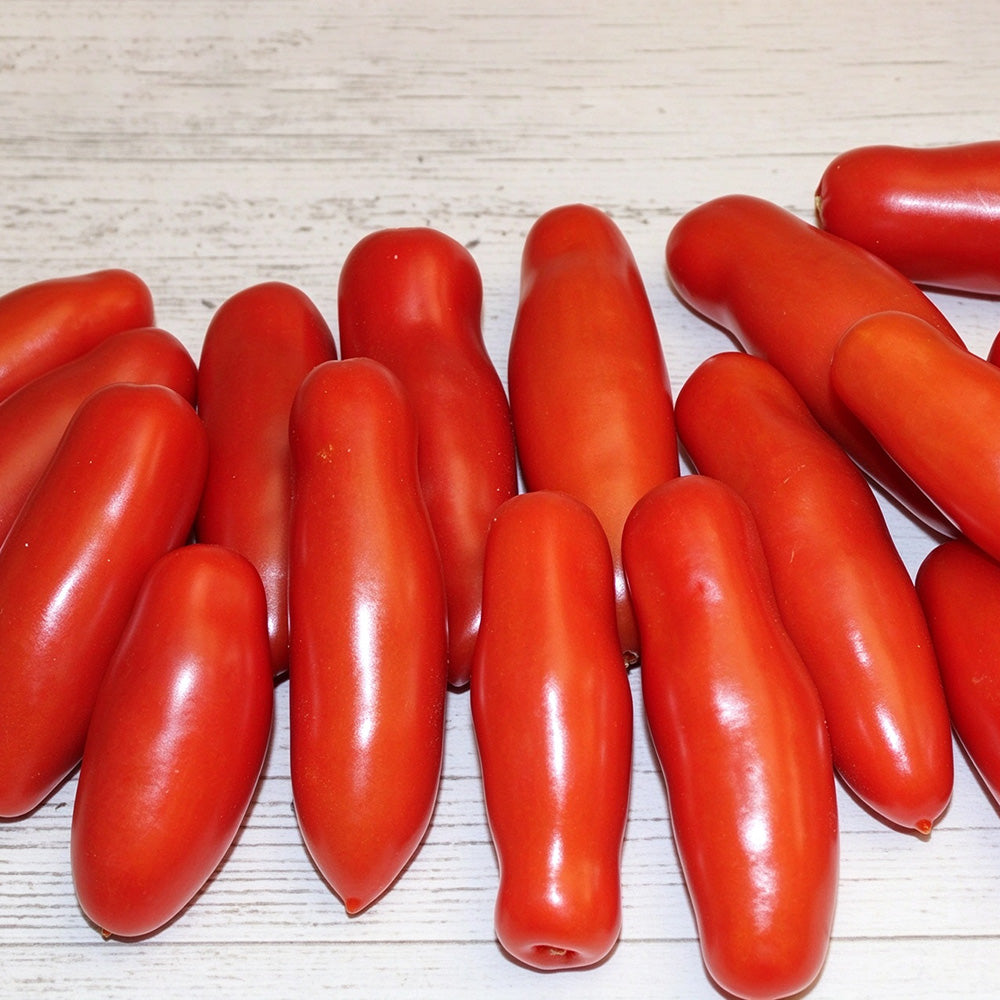 440 Jelly Bean Long Tomato