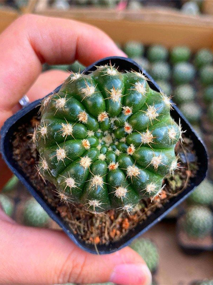 Parodia crassigibba