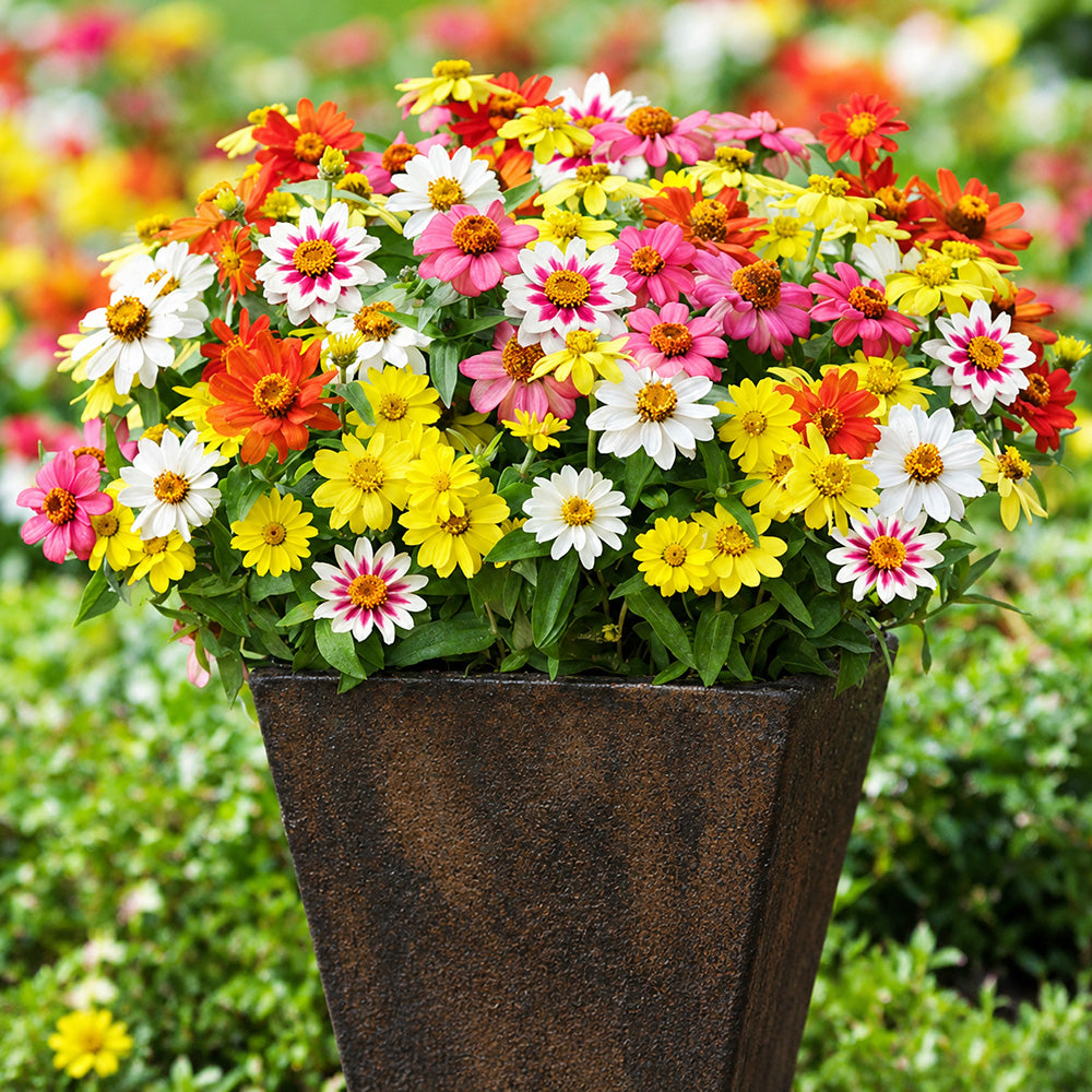 W1341 Dwarf Small-Flowered Zinnia Mix