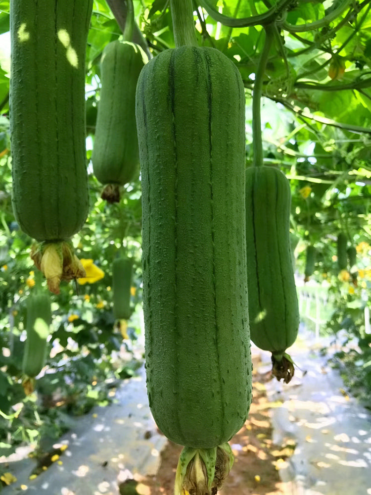 Chunyi Luffa