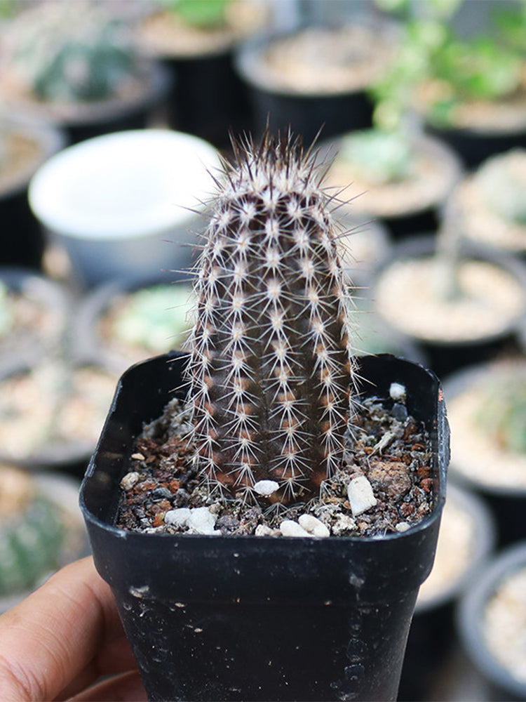 Setiechinopsis mirabilis
