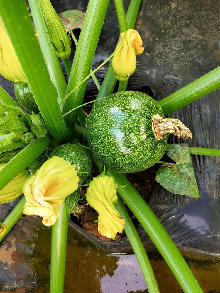 Black Pearl Zucchini