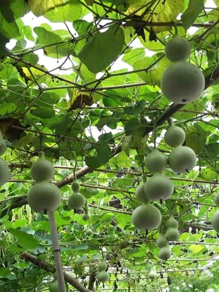 Small Waist Gourd