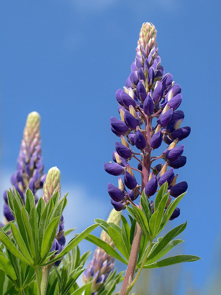 Blue Lupin