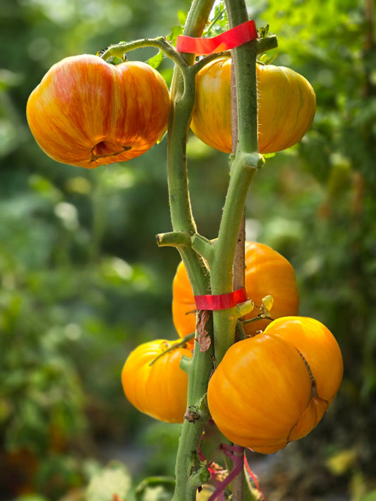 897 Yellow Sunflower Tomato