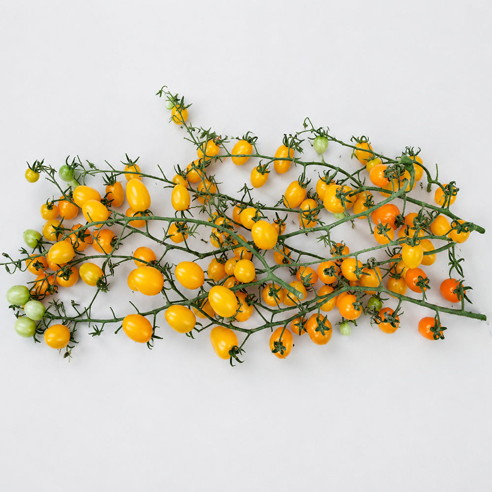 105 Orange Strawberry F2 Tomato