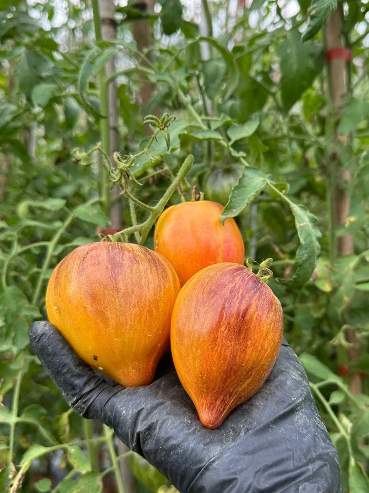 'Eden's Garden No. 6' Tomato