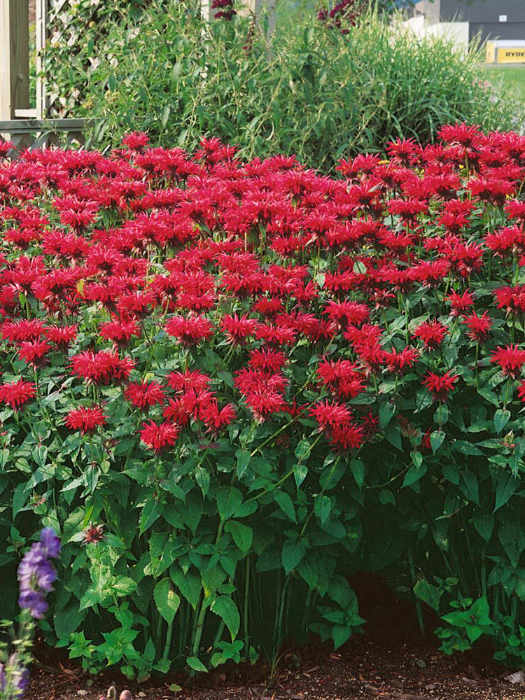 'Red Shades' Bee Balm