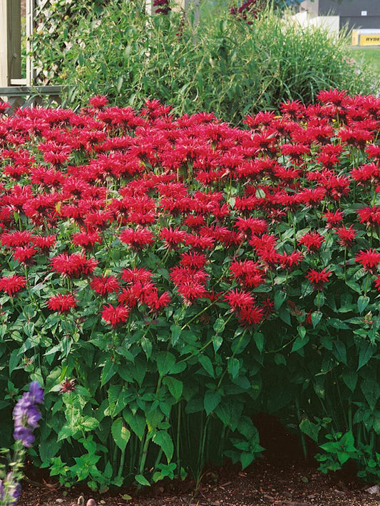 'Red Shades' Bee Balm