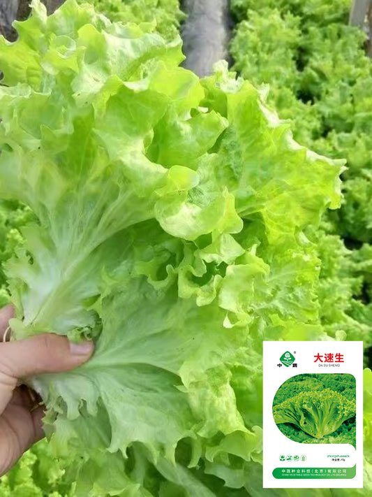 'Dasusheng' Lettuce