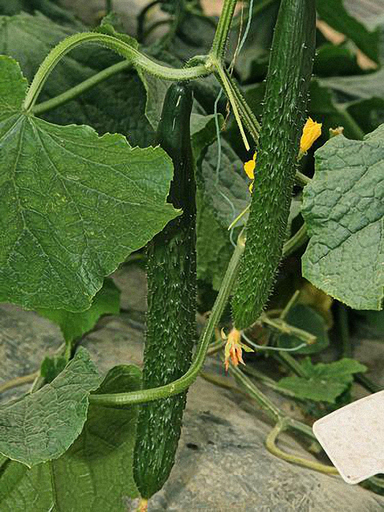 'Emerald Heart' Cucumbers (Cucumis sativus)