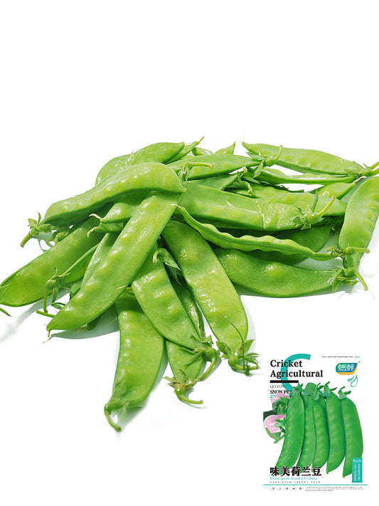 Large-Pod Snow Pea