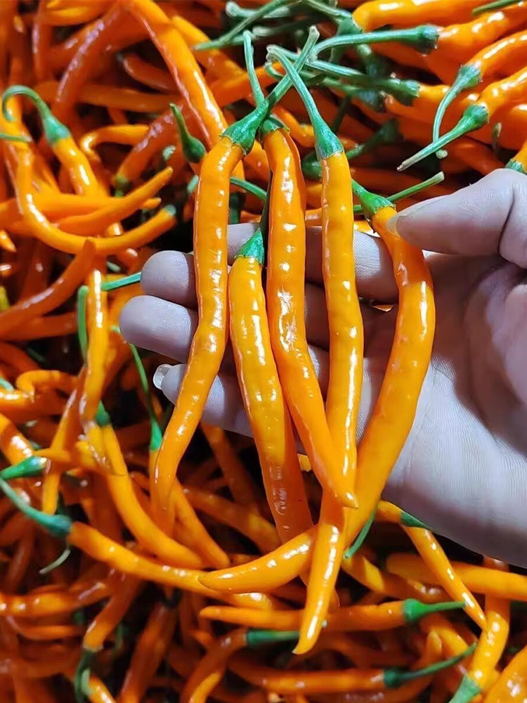 'Yellow La Mei' Long Chili Peppers