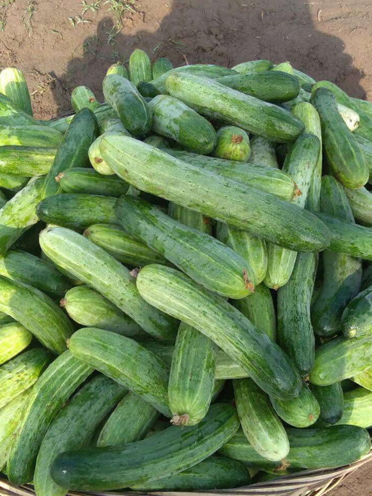Yanbai No.3 Cucumber