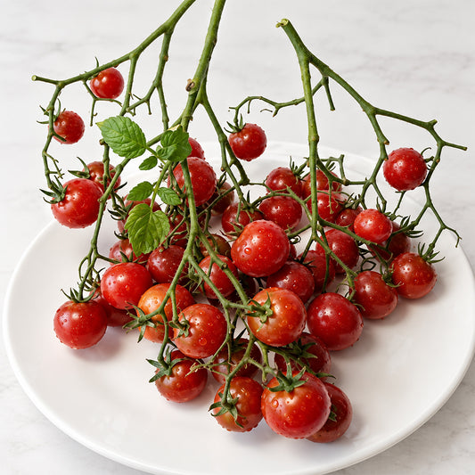 144 Dark Dwarf Multiflora Tomato