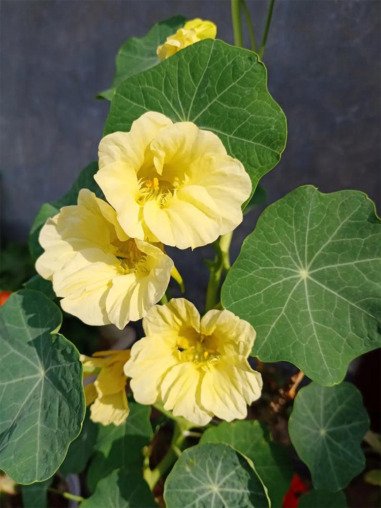 Hezhichun Yellow Nasturtium
