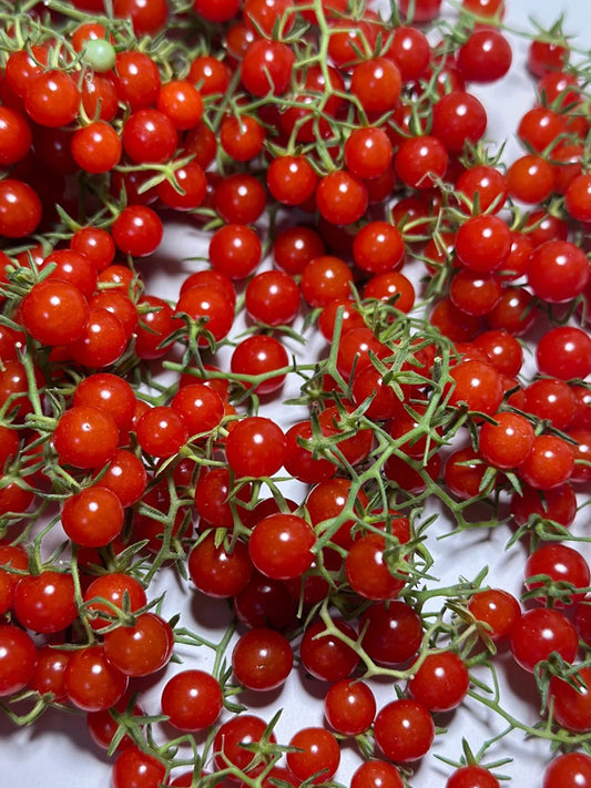 Red Currant Tomato