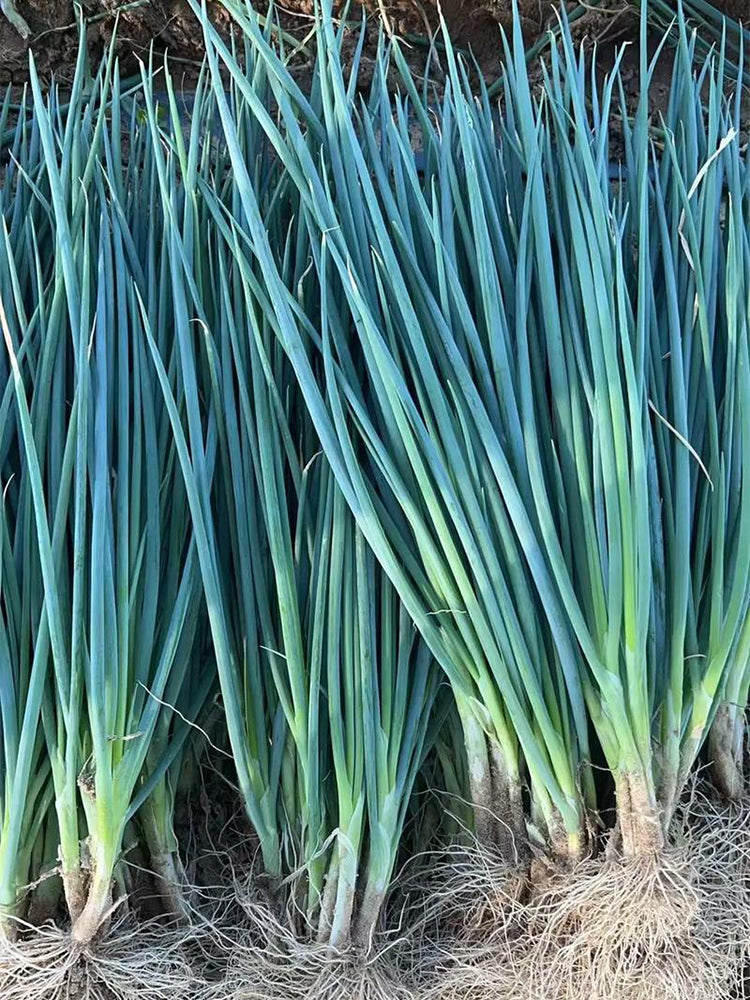Jiemei Black-leaf Chives