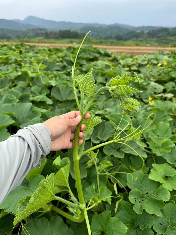 Feizai Pumpkin Shoots