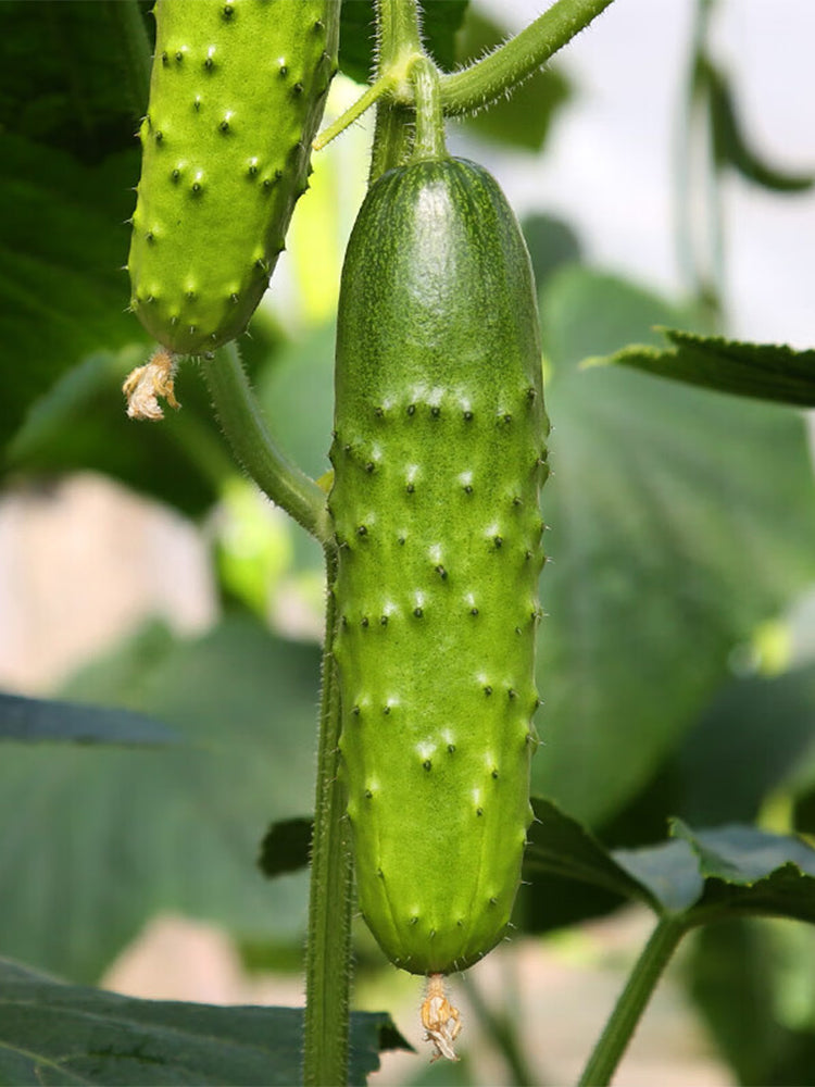 'Cuimei 188' Mini Cucumber