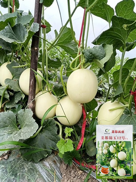 Caidu Jinyu No.12 F1 Melon