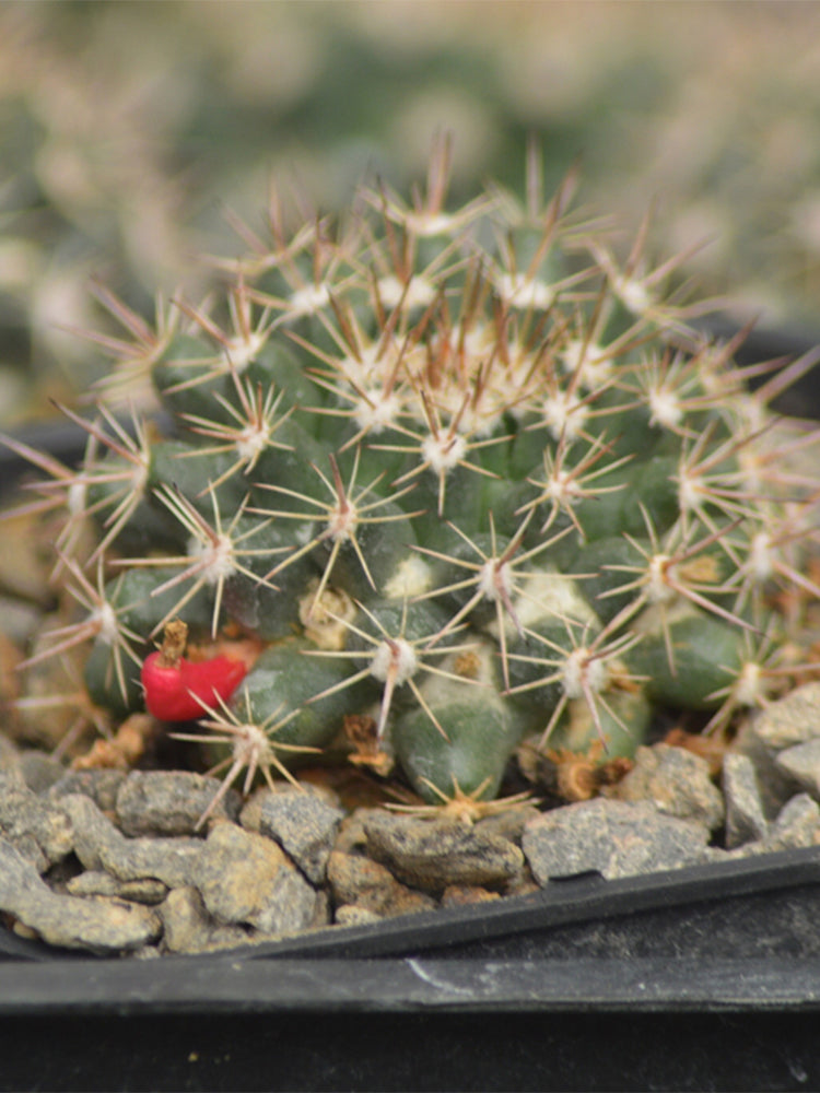 Mammillaria mammillaris 'Cangbaotian'