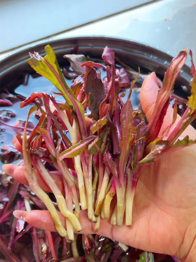 Xinte Wild Purple Qumai Chicory