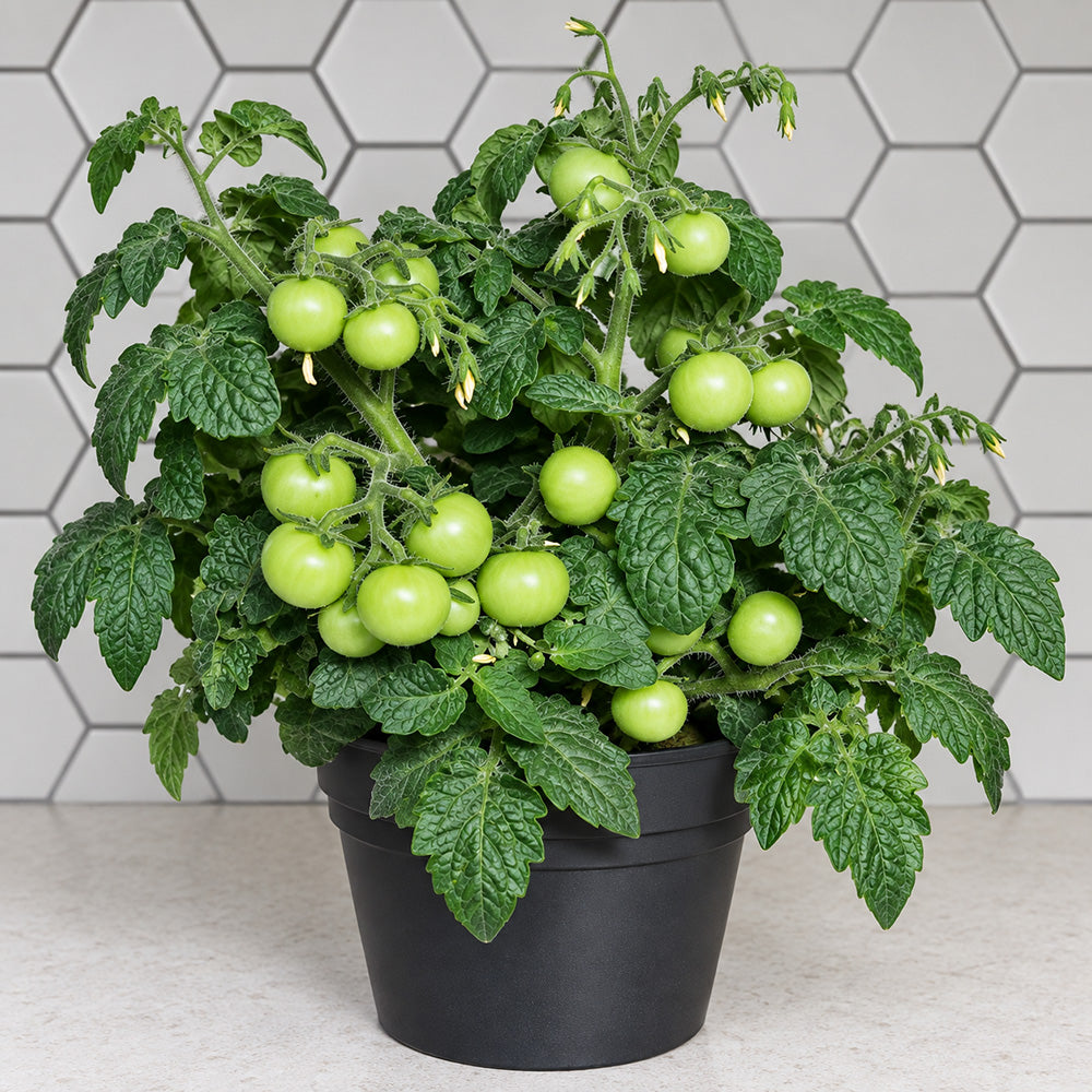 484 Micro Dwarf Pinocchio Orange Tomato