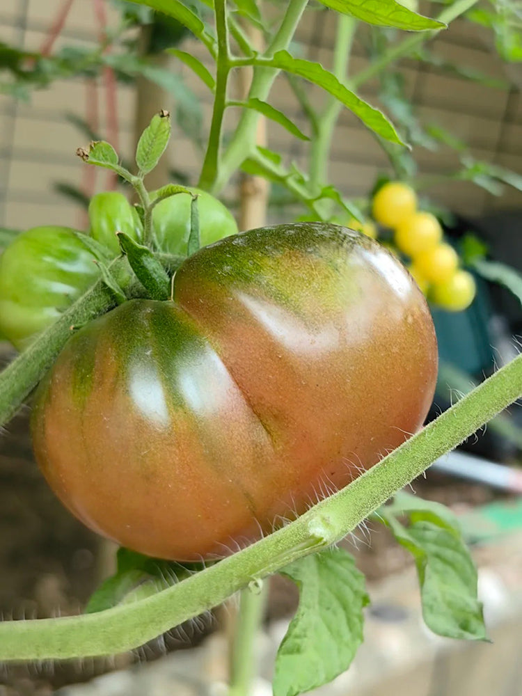 Cherokee Purple Tomato