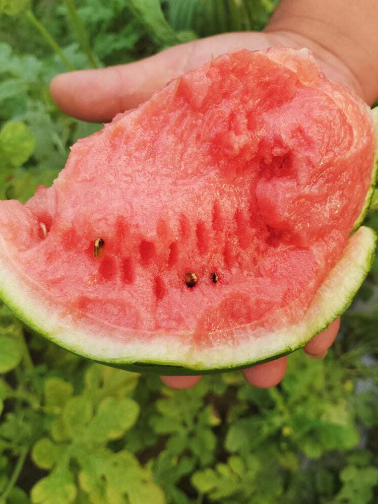 'Super Sweet 2K' Watermelon