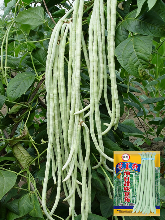 'Jiemei' Tianzhu White Long Bean