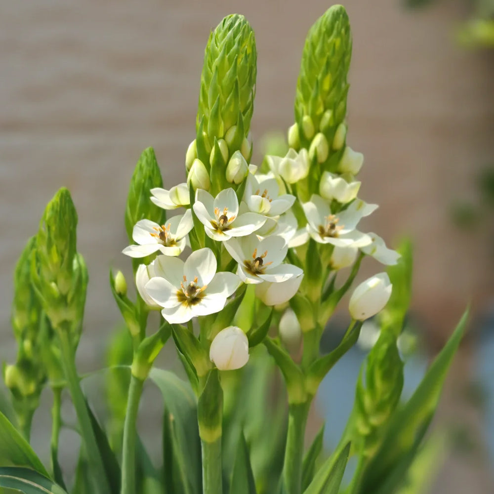 U2219 White Star of Bethlehem
