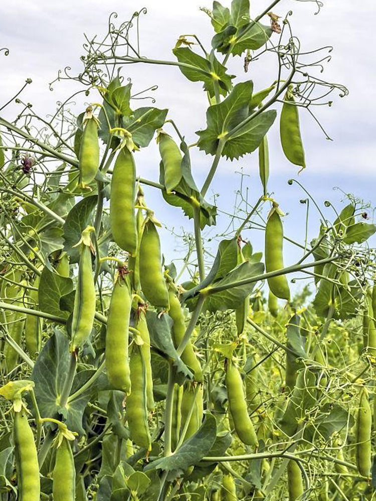 Edible Green Pea