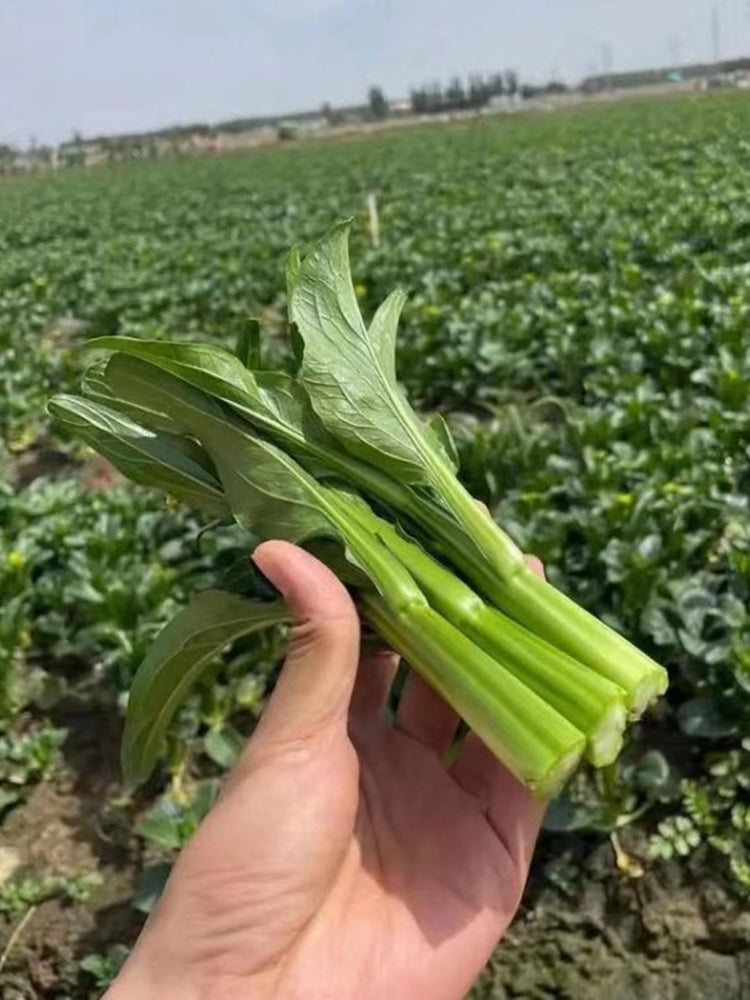 Meiqi No.2 Sweet Choy Sum