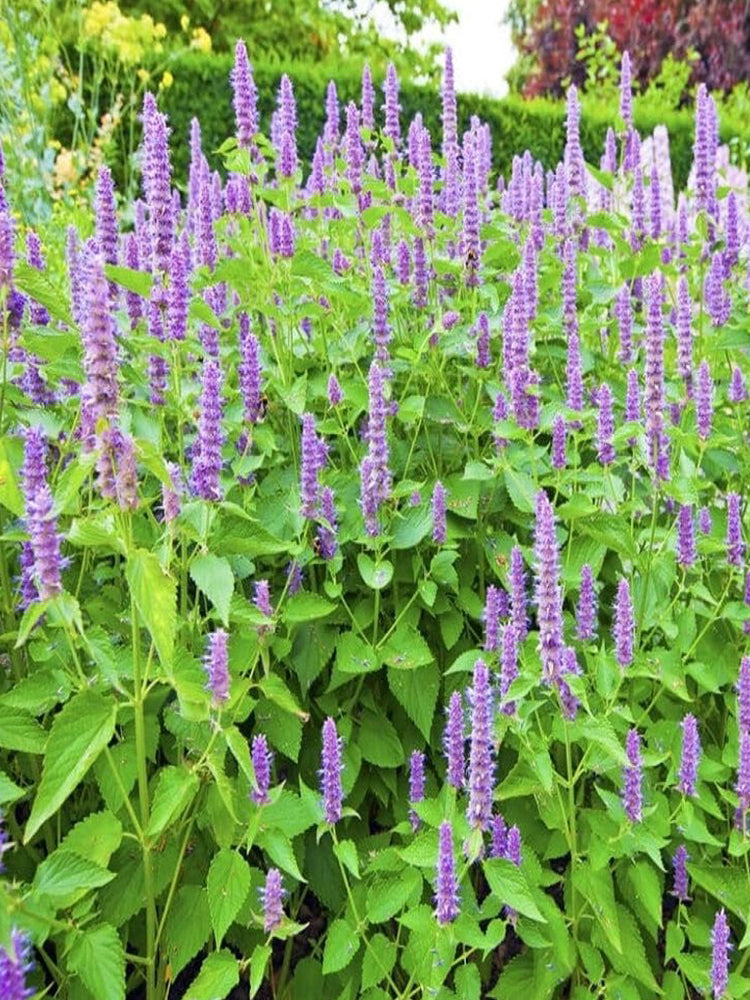 Agastache rugosa, Pale Purple-blue