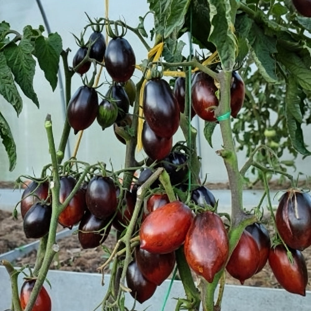 780 Dwarf Tai Chi Tomato