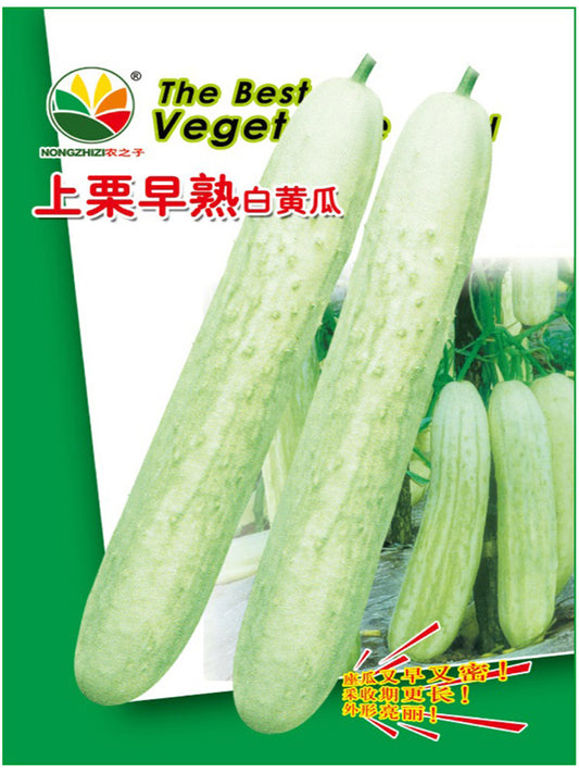 Shangli White Cucumbers