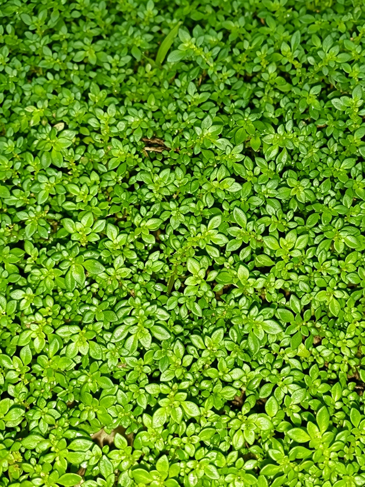 Green Carpet Rupturewort